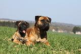 BULLMASTIFF 476